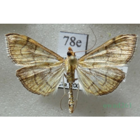 Anania verbascalis (Denis & Schiffermüller, 1775) Przezierka dziewannówka Czech78e